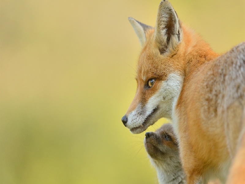 包头试管婴儿费用明细（试管机构上海同济）