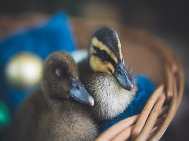 第十二次产检（37周）